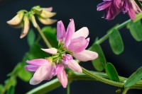 /album/rostliny-y-nasi-prirody/dsc3059-securigera-varia-cicorka-pestra-jpg/